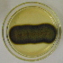  (Cladosporium angustisporum - LESF 829)  @11 [ ] CreativeCommons - Attribution Non-Commercial Share-Alike (2014) Andre Rodrigues UNESP-São Paulo State University