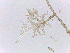  ( - LESF 829)  @11 [ ] CreativeCommons - Attribution Non-Commercial Share-Alike (2014) Andre Rodrigues UNESP-São Paulo State University