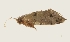  (Sabatinca lucilia - CCDB-02223-D02)  @13 [ ] Copyright (2009) Unspecified The Reasearch Collection of George W. Gibbs