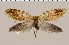  (Sabatinca heighwayi - CCDB-02227-A05)  @14 [ ] Copyright (2010) Unspecified The Reasearch Collection of George W. Gibbs