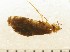  (Sabatinca kristenseni - CCDB-08380-E05)  @12 [ ] Copyright (2010) Unspecified The Reasearch Collection of George W. Gibbs