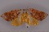  (Prodidactis mystica - CCDB-09334-H03)  @11 [ ] Unspecified (default): All Rights Reserved  Unspecified Unspecified