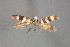  ( - MK-2.691)  @11 [ ] Copyright (2010) Unspecified The Reasearch Collection of H. Christof Zeller-Lukashort