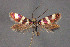 ( - CZ-Z5170)  @11 [ ] Copyright (2010) Unspecified The Reasearch Collection of H. Christof Zeller-Lukashort