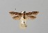  ( - CCDB-23375 G05)  @13 [ ] Copyright (2018) Zoological Institute of the Russian Academy of Science Zoological Institute of the Russian Academy of Science