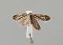  ( - CCDB-23375 H11)  @11 [ ] Copyright (2018) Zoological Institute of the Russian Academy of Science Zoological Institute of the Russian Academy of Science