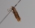  ( - CCDB-17970 A11)  @11 [ ] Copyright (2016) Zoological Institute of the Russian Academy of Science Zoological Institute of the Russian Academy of Science
