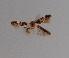  ( - CCDB-17970 C09)  @11 [ ] Copyright (2016) Zoological Institute of the Russian Academy of Science Zoological Institute of the Russian Academy of Science