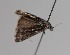  ( - CCDB-17970 E06)  @12 [ ] Copyright (2016) Zoological Institute of the Russian Academy of Science Zoological Institute of the Russian Academy of Science