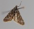  ( - CCDB-17970 E08)  @12 [ ] Copyright (2016) Zoological Institute of the Russian Academy of Science Zoological Institute of the Russian Academy of Science