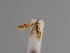  (Bucculatrix muraseae - CCDB-17970 G04)  @11 [ ] Copyright (2016) Zoological Institute of the Russian Academy of Science Zoological Institute of the Russian Academy of Science