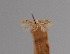  (Bucculatrix caspica - CCDB-17970 G09)  @11 [ ] Copyright (2016) Zoological Institute of the Russian Academy of Science Zoological Institute of the Russian Academy of Science