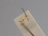  (Bucculatrix eclecta - CCDB-17970 G11)  @11 [ ] Copyright (2016) Zoological Institute of the Russian Academy of Science Zoological Institute of the Russian Academy of Science