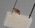  ( - CCDB-17970 H09)  @11 [ ] Copyright (2016) Zoological Institute of the Russian Academy of Science Zoological Institute of the Russian Academy of Science