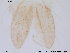  (Thienemannia fulvofasciata - ES109)  @13 [ ] CreativeCommons - Attribution Non-Commercial Share-Alike (2013) NTNU Museum of Natural History and Archaeology NTNU Museum of Natural History and Archaeology
