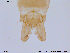  (Heleniella sp. 2ES - ES276)  @12 [ ] CreativeCommons - Attribution Non-Commercial Share-Alike (2013) NTNU Museum of Natural History and Archaeology NTNU Museum of Natural History and Archaeology