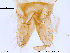  (Cricotopus nivalis - ES36)  @13 [ ] CreativeCommons - Attribution Non-Commercial Share-Alike (2013) NTNU Museum of Natural History and Archaeology NTNU Museum of Natural History and Archaeology