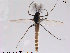 (Paracladius - ES388)  @13 [ ] CreativeCommons - Attribution Non-Commercial Share-Alike (2014) NTNU University Museum, Department of Natural History NTNU University Museum, Department of Natural History