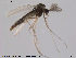  (Orthocladius gelidorum - ES389)  @14 [ ] CreativeCommons - Attribution Non-Commercial Share-Alike (2014) NTNU University Museum, Department of Natural History NTNU University Museum, Department of Natural History