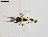  ( - ES401)  @13 [ ] CreativeCommons - Attribution Non-Commercial Share-Alike (2014) NTNU University Museum, Department of Natural History NTNU University Museum, Department of Natural History