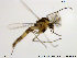  ( - ES405)  @13 [ ] CreativeCommons - Attribution Non-Commercial Share-Alike (2014) NTNU University Museum, Department of Natural History NTNU University Museum, Department of Natural History