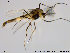  (Cricotopus sp. 30ES - ES407)  @14 [ ] CreativeCommons - Attribution Non-Commercial Share-Alike (2014) NTNU University Museum, Department of Natural History NTNU University Museum, Department of Natural History