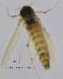  (Thienemanniola - ES424)  @11 [ ] CreativeCommons - Attribution Non-Commercial Share-Alike (2014) NTNU University Museum, Department of Natural History NTNU University Museum, Department of Natural History