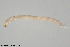  (Limnophyes axillapilosis - ES480)  @11 [ ] Creative Commons  Attribution Non-Commercial Share-Alike (2021) NTNU University Museum, Department of Natural History NTNU University Museum, Department of Natural History