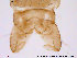  (Cricotopus beckeri - MA11)  @13 [ ] CreativeCommons - Attribution Non-Commercial Share-Alike (2013) NTNU Museum of Natural History and Archaeology NTNU Museum of Natural History and Archaeology