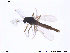  (Aagaardia - NO 101)  @13 [ ] CreativeCommons - Attribution Non-Commercial Share-Alike (2013) NTNU Museum of Natural History and Archaeology NTNU Museum of Natural History and Archaeology