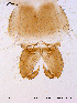  ( - NO25)  @12 [ ] CreativeCommons - Attribution Non-Commercial Share-Alike (2011) NTNU Museum of Natural History and Archaeology NTNU Museum of Natural History and Archaeology