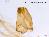  (Cricotopus brevipalpis - NO52)  @13 [ ] CreativeCommons - Attribution Non-Commercial Share-Alike (2013) NTNU Museum of Natural History and Archaeology NTNU Museum of Natural History and Archaeology