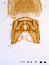  ( - NO07)  @12 [ ] CreativeCommons - Attribution Non-Commercial Share-Alike (2011) NTNU Museum of Natural History and Archaeology NTNU Museum of Natural History and Archaeology