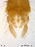  ( - To157)  @12 [ ] CreativeCommons - Attribution Non-Commercial Share-Alike (2011) NTNU Museum of Natural History and Archaeology NTNU Museum of Natural History and Archaeology