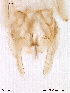 ( - To418)  @13 [ ] CreativeCommons - Attribution Non-Commercial Share-Alike (2011) NTNU Museum of Natural History and Archaeology NTNU Museum of Natural History and Archaeology