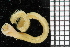  ( - ZMBN_106721)  @11 [ ] CreativeCommons - Attribution Non-Commercial Share-Alike (2015) University of Bergen University of Bergen, Natural History Collections