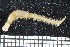  (Glycera africana - ZMBN_106722)  @11 [ ] CreativeCommons - Attribution Non-Commercial Share-Alike (2015) University of Bergen University of Bergen, Natural History Collections