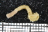  ( - ZMBN_106723)  @11 [ ] CreativeCommons - Attribution Non-Commercial Share-Alike (2015) University of Bergen University of Bergen, Natural History Collections