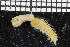  (Glycera cf. tesselata - ZMBN_106724)  @11 [ ] CreativeCommons - Attribution Non-Commercial Share-Alike (2015) University of Bergen University of Bergen, Natural History Collections