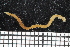  ( - ZMBN_106725)  @11 [ ] CreativeCommons - Attribution Non-Commercial Share-Alike (2015) University of Bergen University of Bergen, Natural History Collections