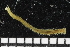  ( - ZMBN_106730)  @11 [ ] CreativeCommons - Attribution Non-Commercial Share-Alike (2015) University of Bergen University of Bergen, Natural History Collections