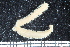  ( - ZMBN_106732)  @11 [ ] CreativeCommons - Attribution Non-Commercial Share-Alike (2015) University of Bergen University of Bergen, Natural History Collections