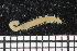  ( - ZMBN_106734)  @11 [ ] CreativeCommons - Attribution Non-Commercial Share-Alike (2015) University of Bergen University of Bergen, Natural History Collections