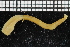  ( - ZMBN_106736)  @11 [ ] CreativeCommons - Attribution Non-Commercial Share-Alike (2015) University of Bergen University of Bergen, Natural History Collections