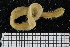  ( - ZMBN_106737)  @11 [ ] CreativeCommons - Attribution Non-Commercial Share-Alike (2015) University of Bergen University of Bergen, Natural History Collections