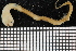  ( - ZMBN_106741)  @11 [ ] CreativeCommons - Attribution Non-Commercial Share-Alike (2015) University of Bergen University of Bergen, Natural History Collections