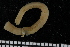  (Glycera natalensis - ZMBN_106745)  @11 [ ] CreativeCommons - Attribution Non-Commercial Share-Alike (2015) University of Bergen University of Bergen, Natural History Collections