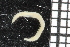  ( - ZMBN_106748)  @11 [ ] CreativeCommons - Attribution Non-Commercial Share-Alike (2015) University of Bergen University of Bergen, Natural History Collections