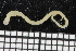 (Glycera papillosa - ZMBN_106750)  @11 [ ] CreativeCommons - Attribution Non-Commercial Share-Alike (2015) University of Bergen University of Bergen, Natural History Collections