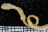  ( - ZMBN_106753)  @11 [ ] CreativeCommons - Attribution Non-Commercial Share-Alike (2015) University of Bergen University of Bergen, Natural History Collections